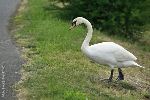 White mute swan with orange beak and long neck walking on green grass, grey pavement, bird ring