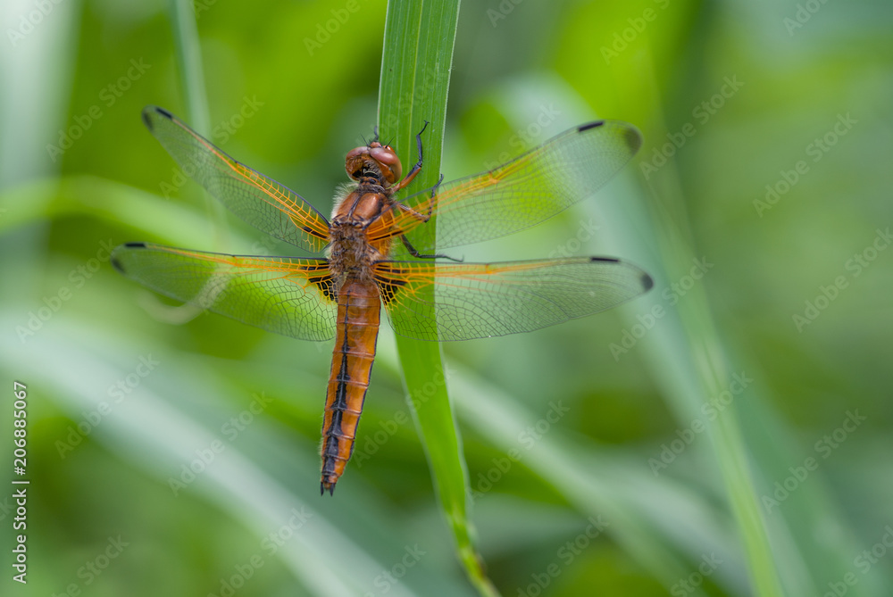 libellula sopra una foglia libellula sopra una foglia