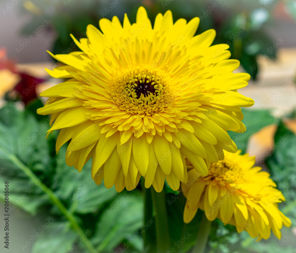 Flower Flower