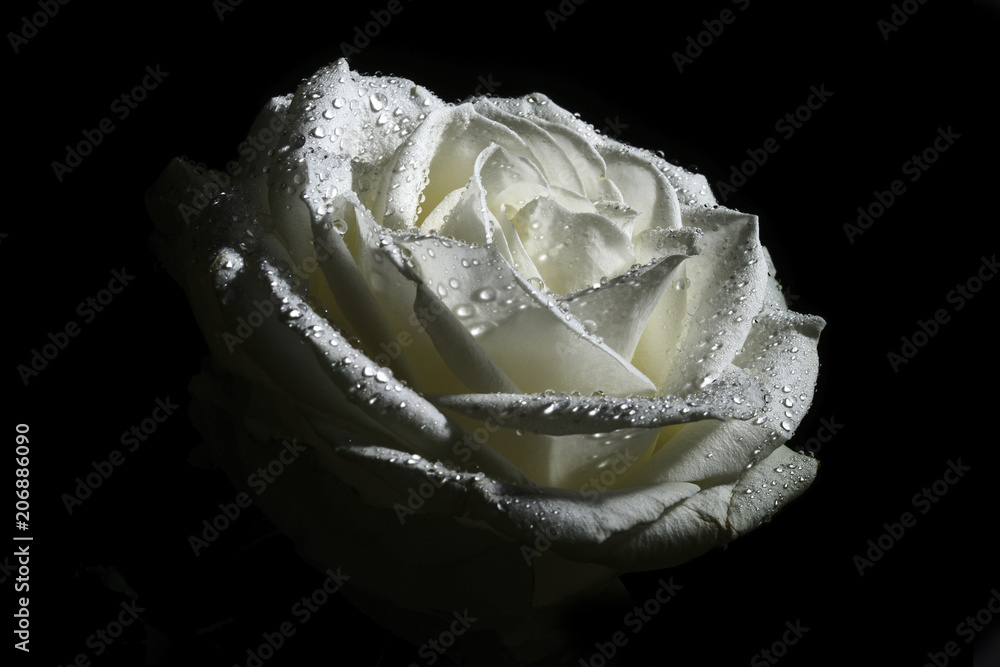 rugiada su petali di una rosa bianca Stock Photo | Adobe Stock