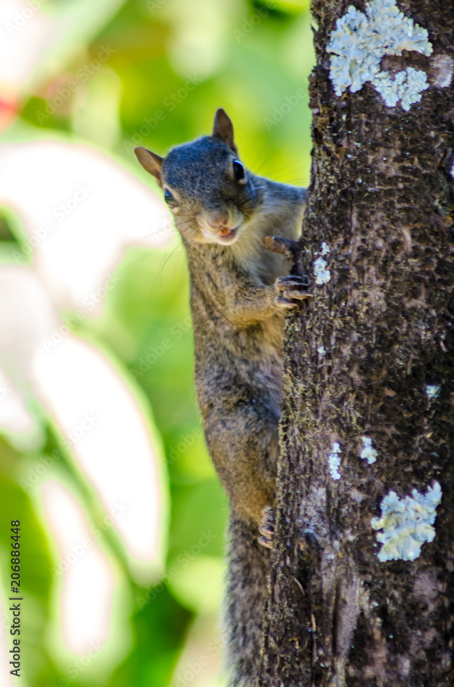 Beauties of our rich Brazilian fauna Beauties of our rich Brazilian fauna
