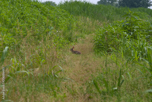 coniglio selvatico nascosto nella vegetazione
