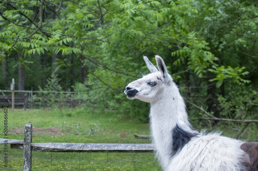 Obraz premium Llama and fence