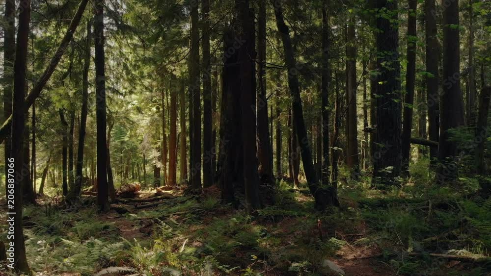 Moving Sideways Through Beautiful Summer Forest Moving Sideways Through Beautiful Summer Forest