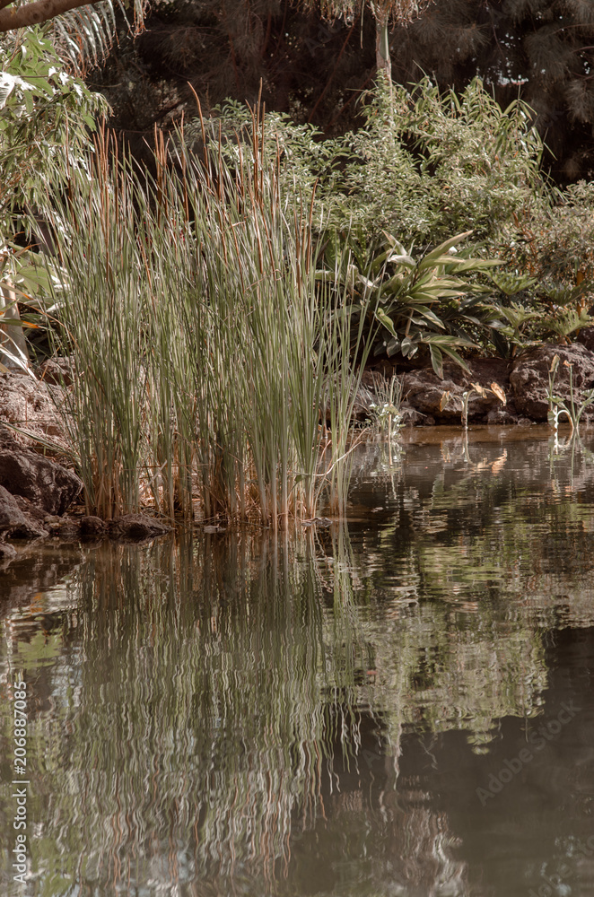 Obraz premium bulrush on the pond