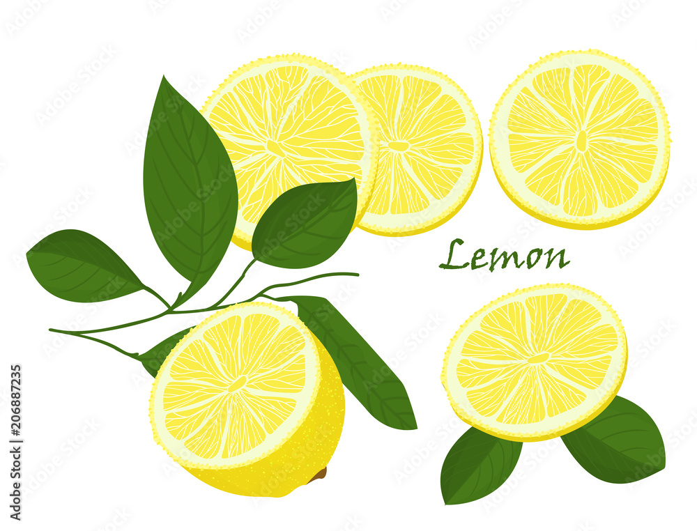 Set of yellow whole and chopped lemon Isolated on white background. Botanical drawing doodle art. Tropical Citrus Fruit pattern. Healthy food frame