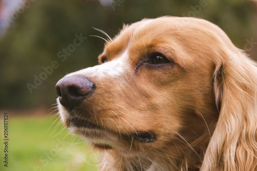 Fototapeta Naklejka Na Ścianę i Meble -  Face of a cocker dog