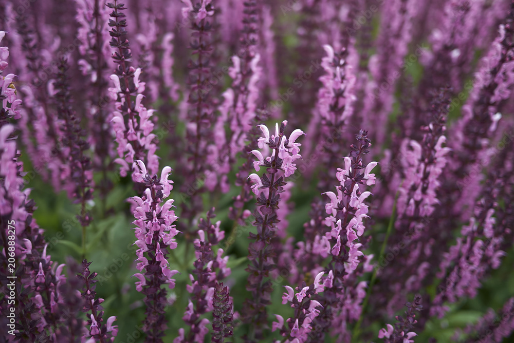 Fototapeta premium Salvia nemorosa