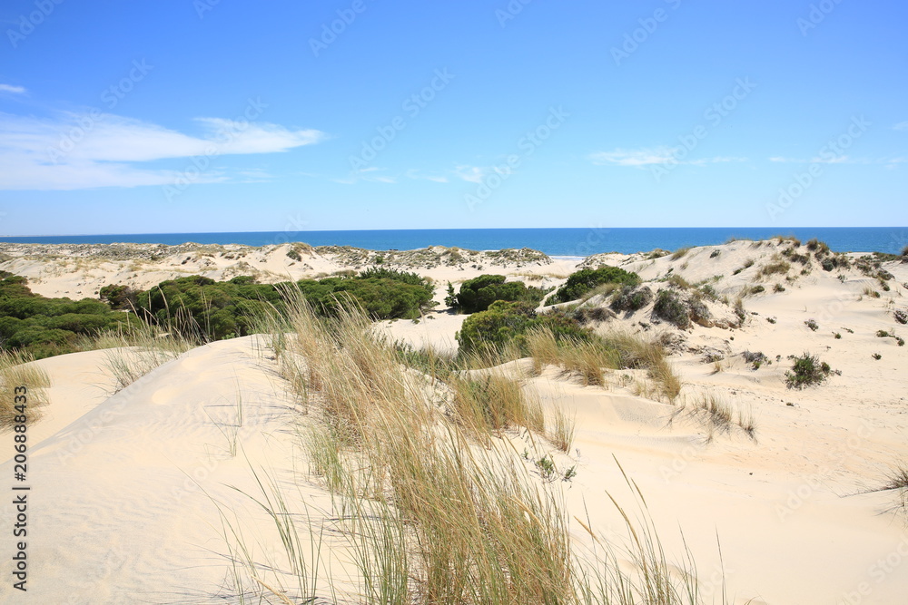 Wild Coto de Donana National Park in the Province Huelva, Andalusia, Spain Wild Coto de Donana National Park in the Province Huelva, Andalusia, Spain