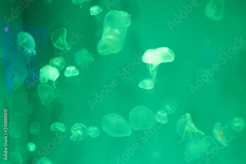 Many jellyfish and many colors. in Thailand © Sathaporn