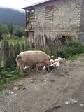 Mother pig with piglets