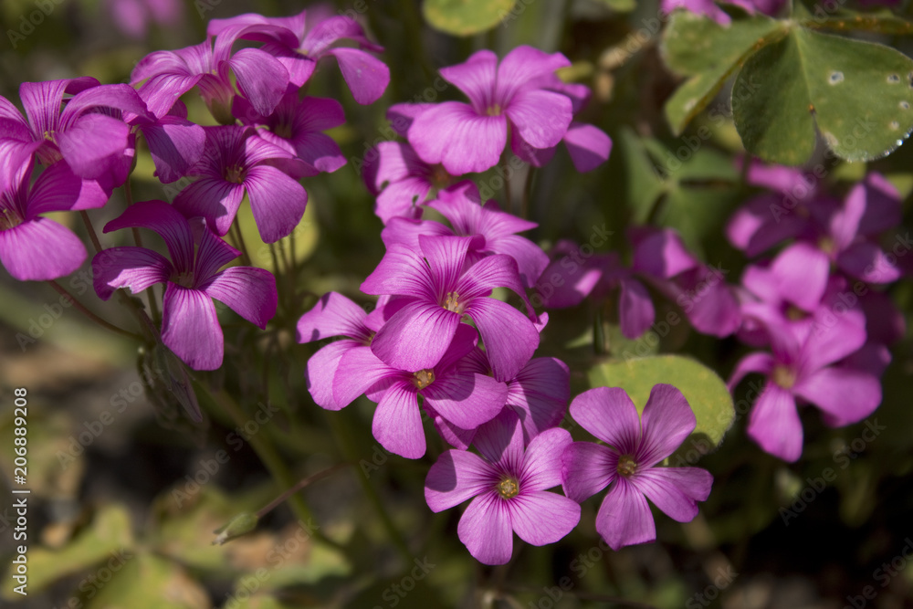 Oxalis articulata 1