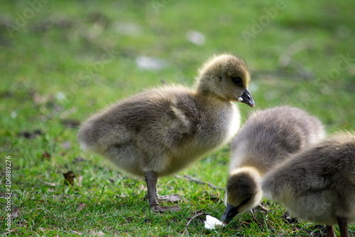 Ducklings in a park, eating bread © Lucy Rock