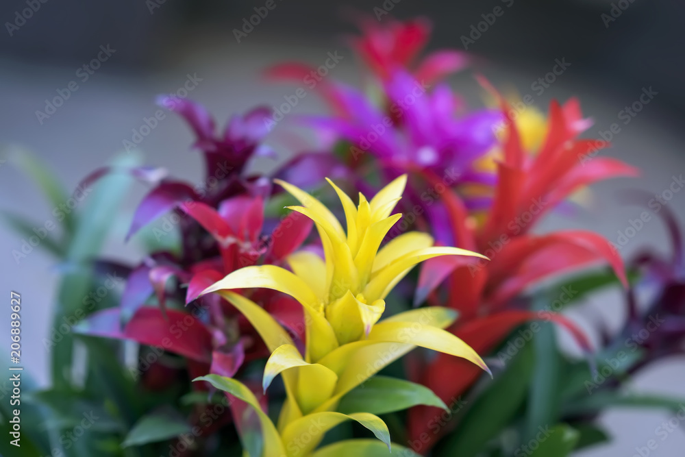 Guzmania, fine representative of bromeliad or pineapple family, exotic beauty, leader in design of home and office interiors