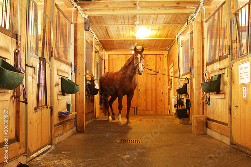 the horse stands in the paddock. Preparing for races