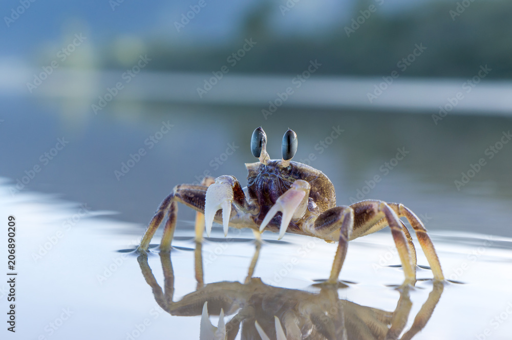 Stalk eyed ghost crab Stock Photo Adobe Stock