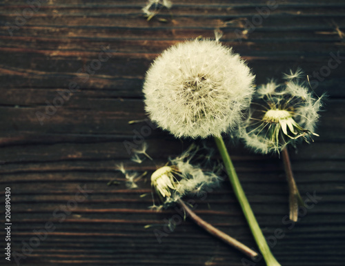 Fototapeta Naklejka Na Ścianę i Meble -  Fluffy dandelions on old wooden surface, close up, top view