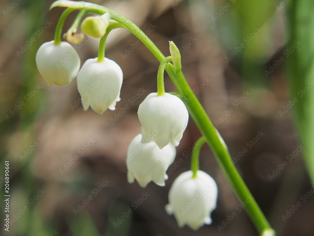 White buds of lilies of the valley. Wild forest spring flowers. White buds of lilies of the valley. Wild forest spring flowers.