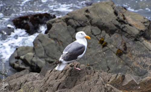 Seagulls on California coast