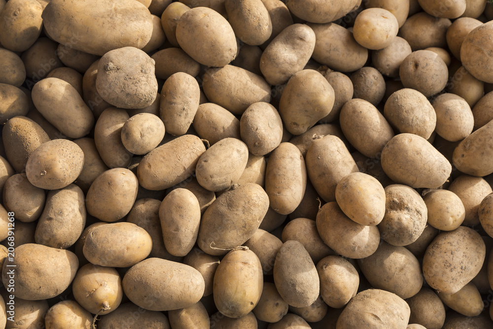 Pile of fresh organic potatoes Pile of fresh organic potatoes