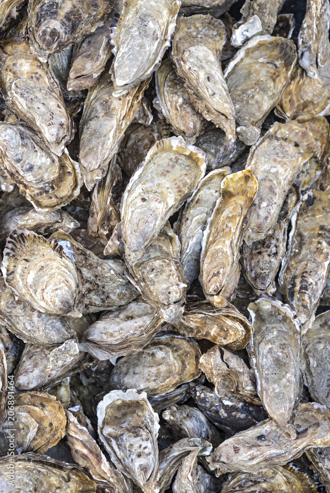 Raw oysters in the shell