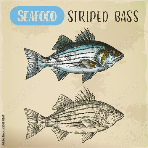 Sketch of striper fish or atlantic striped bass