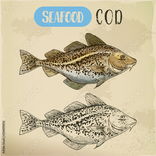 Sketch of atlantic or pacific cod, fish or seafood