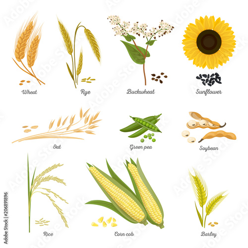 Stems of wheat and rye, sunflower and pea food