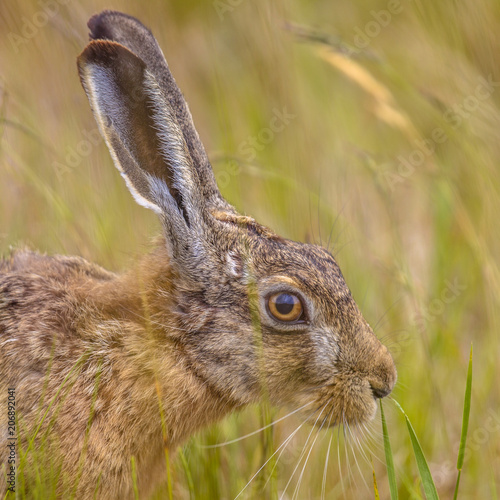 Portrait of wary European Hare in grass © creativenature.nl