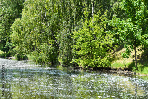 Poplar fluff from trees in the city flies through the air, floats in the river and causes allergy in humans