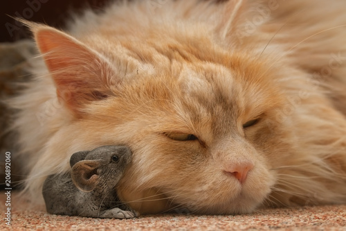 Fototapeta Naklejka Na Ścianę i Meble -  Maus neben dem Kopf einer schlafenden Katze