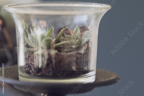 diy plant chandelier 