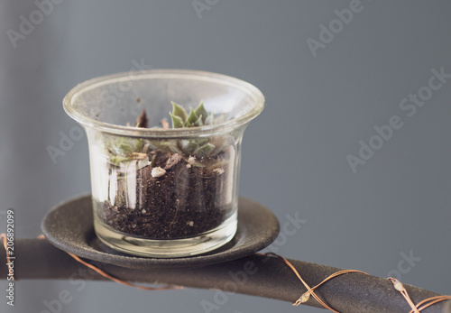 diy plant chandelier 
