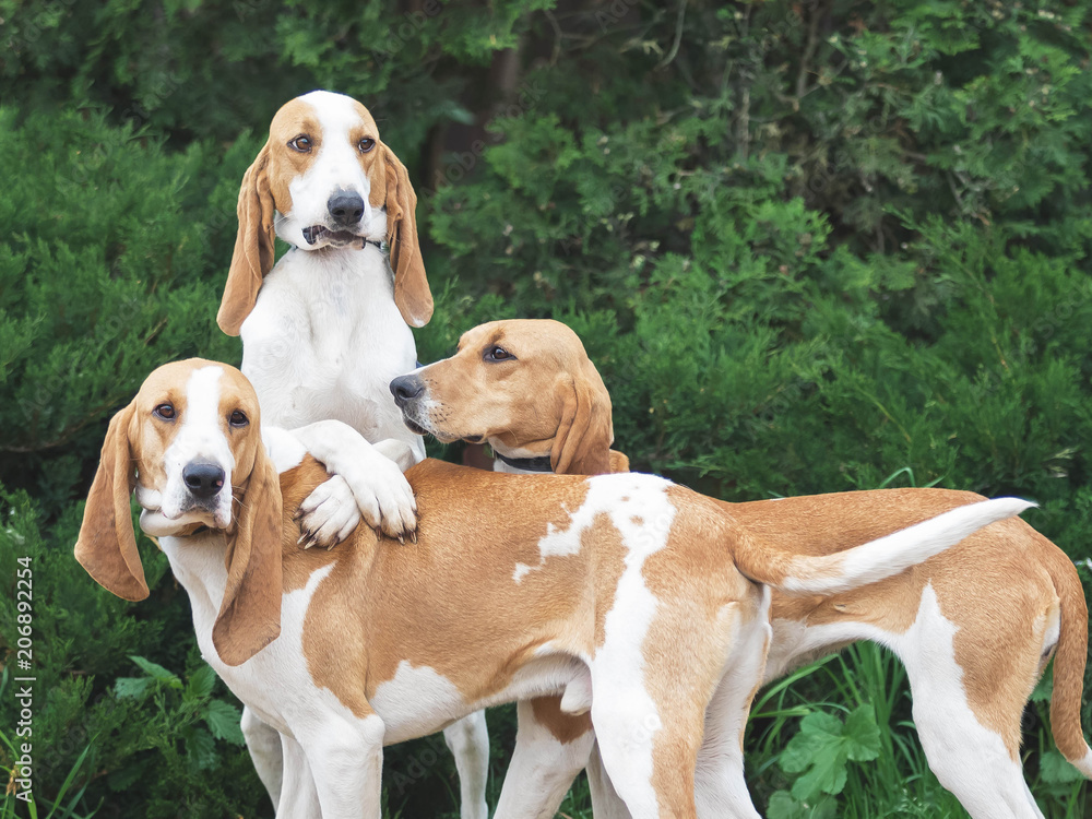 Funny Three hunting dogs a beagle in the park. green bushes on a background Funny Three hunting dogs a beagle in the park. green bushes on a background