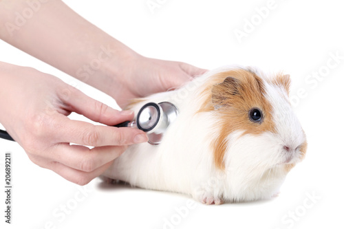 Female hands holding stethoscope near guinea pig on white background