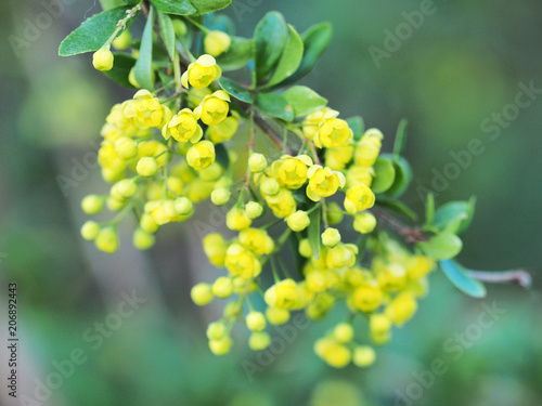Green leaves and yellow flowers of Mahonia Aquifolium, close-up. Branch of flowering plant, family Berberidaceae. Yellow spring floral background