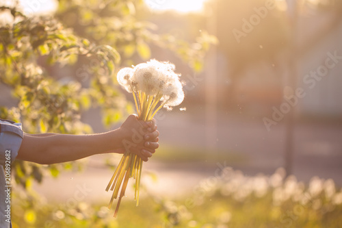 Fototapeta Naklejka Na Ścianę i Meble -  Little boy holding in hands bouquet of dandelions on summer sunset