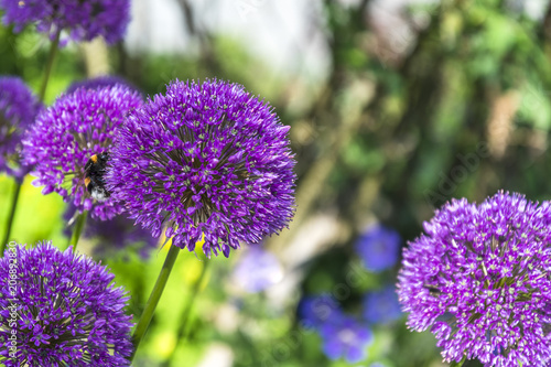 Allium  Zierlauch mit Hummel  Landschaft im Fr  hling