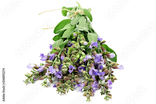 bunch of sage isolated on white background