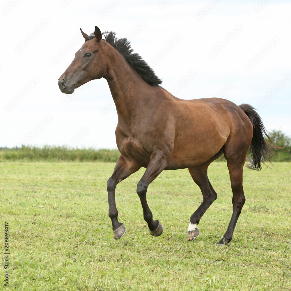 Amazing brown horse running alone Amazing brown horse running alone