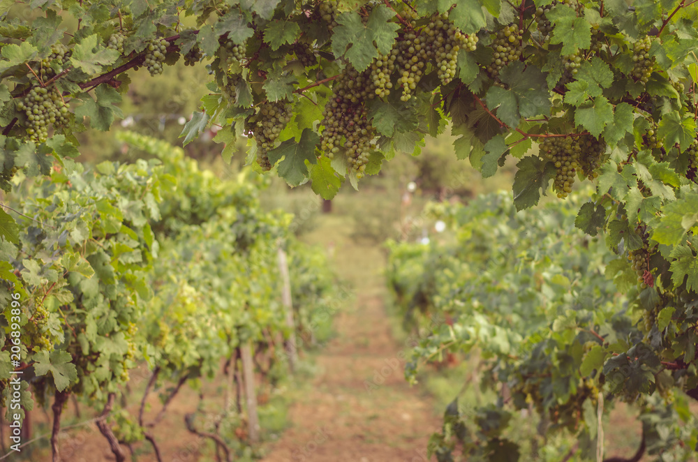 Naklejka premium white grape in vineyard