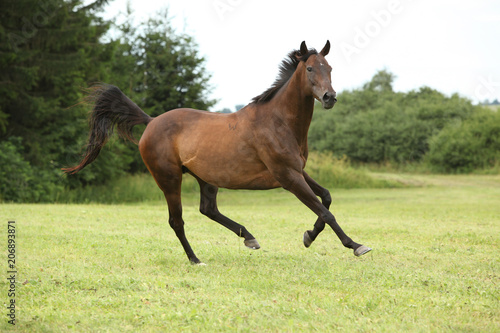 Amazing brown horse running alone © Zuzana Tillerova