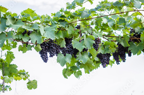 blue grape in vineyard
