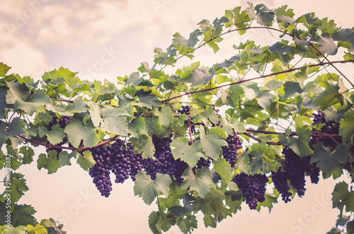 ripe grape in vineyard