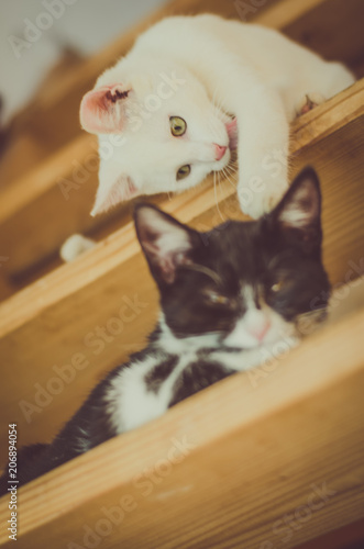 Fototapeta Naklejka Na Ścianę i Meble -  two lovely cats