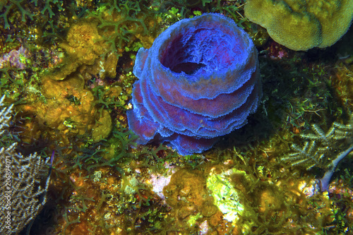 Azure Vase Sponge photo