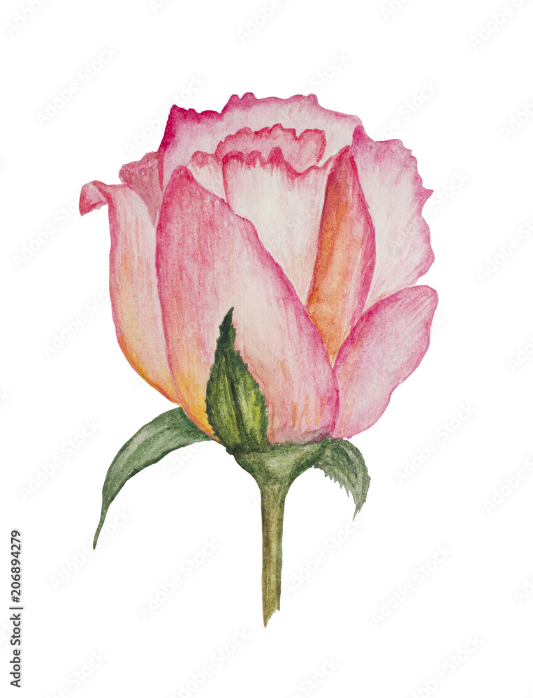 Fototapeta premium Gently pink, stylized, watercolor rose. Flower for wedding invitations.