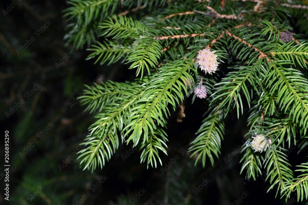 branch with young fruits - cones and green needles of spruce (Picea abies), belongs to the family Pinaceae, north, central and southeastern Europe