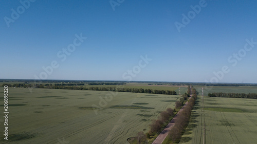 Young Wheat seedlings growing in a field Aerial view. photo