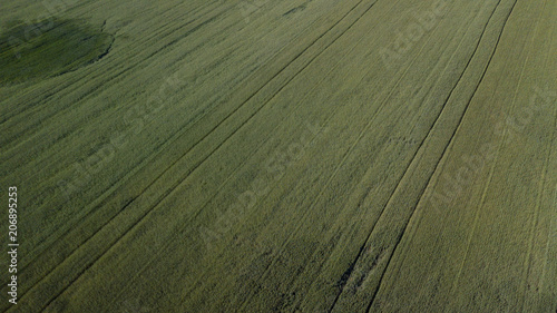 Young Wheat seedlings growing in a field Aerial view. photo